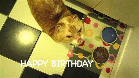 Happy Birthday Lisa Funny Kitty Youtube