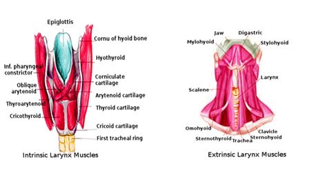 Figure Laryngeal Muscles Image Courtesy Orawan StatPearls NCBI Bookshelf