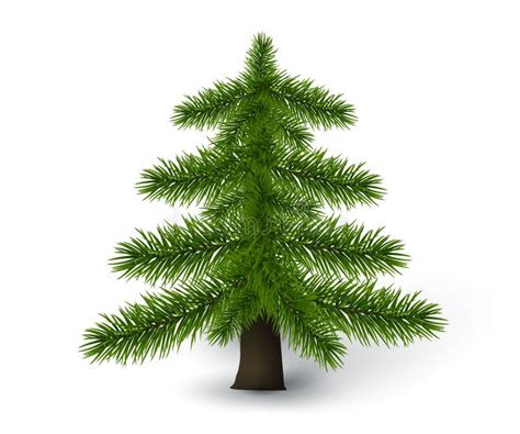 Detailed Pine Tree Stock Vector Illustration Of Natural 60055123