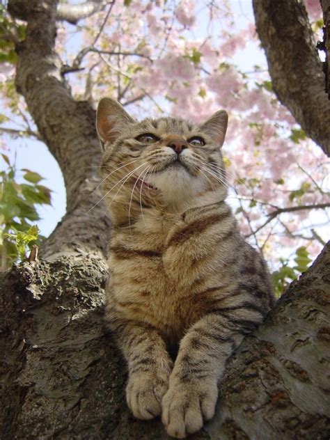 pictures  cats enjoying cherry blossoms  convince
