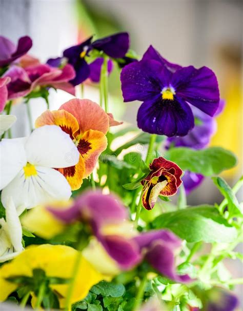 Macro Shot Of Viola Flowers Stock Photo Image Of Closeup