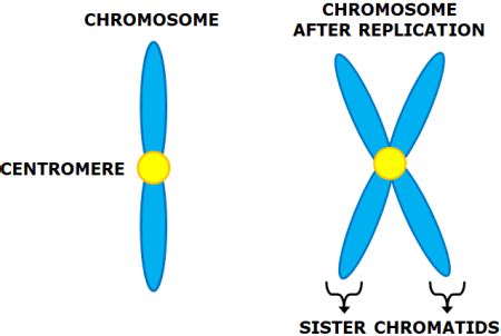 Chromosome Definition Structure Types And Composition Javatpoint