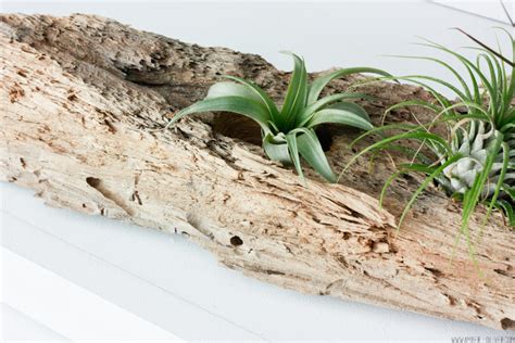 They can also live in. How To Make a DIY Driftwood Air Plant Holder | Amber Oliver