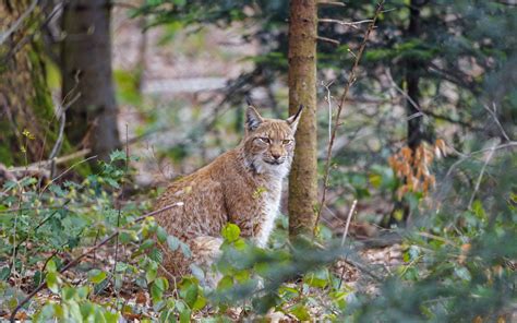 Download Wallpaper 3840x2400 Lynx Predator Animal Forest Trees