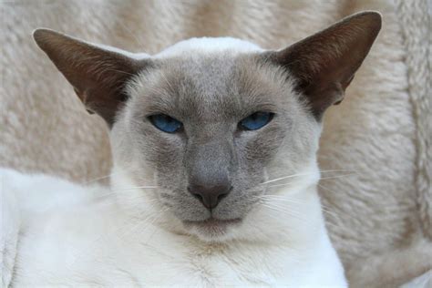 250 Superb Siamese Cat Names The Dog People By