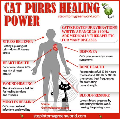 Our cats may purr when we pet and tickle them, but it's a much more complicated form of communication than we've assumed. Cat Purrs Healing Power | Holistic Pet Journal