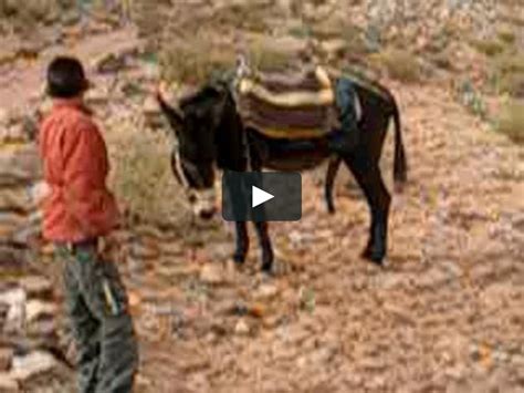 Huge Donkey Dick Seriously On Vimeo