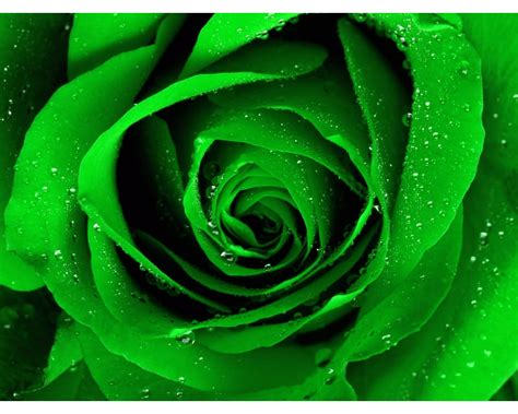 Light Green Rose Wallpapers 1280x1024 348307