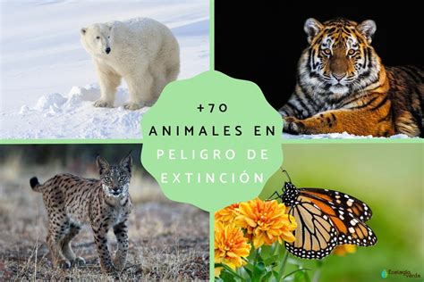 100 Animales En Peligro De Extinción Lista 2024 Y Vídeo