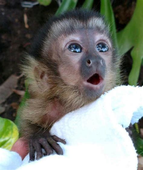 Baby Capuchin Monkey Raww