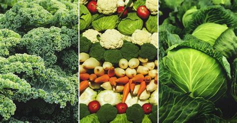 18 Winter Vegetables And The Best Varieties For Cold Climates