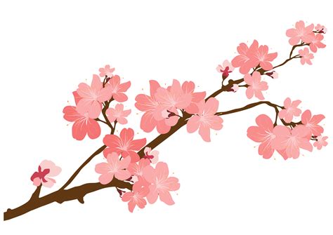 Pngtree provides you with 5,476 free transparent cherry blossom png, vector, clipart images and psd files. Cherry Blossom Clipart at GetDrawings | Free download