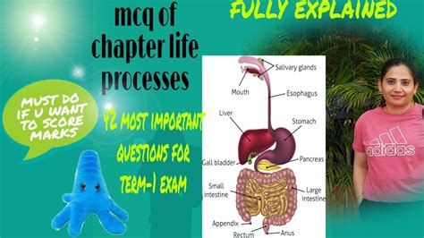 Mcq Of Chapter Life Processes Science Class Term Exam Biology