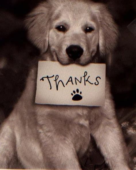Ten Photos Of Dogs Saying Thank You For My Blogaversary