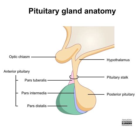 Pituitary Gland What It Is Function And Anatomy