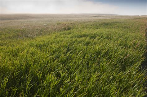 Usa South Dakota Prairie Grass In Buffalo Gap National Grasslands