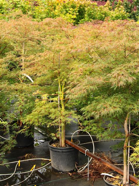 Acer Palmatum Emerald Lace Japanese Maple Conifer Kingdom