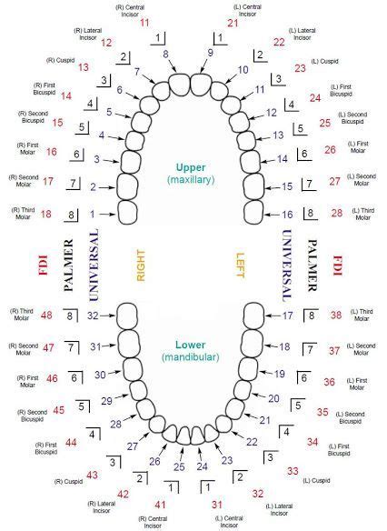 Updated Dental Tooth Numbering Chart With Multiple Systems Shown There