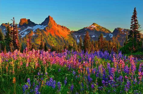 Rocky mountain national park is a 415 square mile, 265,769 acre, national park that straddles the top of the rocky mountains in north central colorado. Mountain Wildflowers HD Wallpaper | Background Image ...