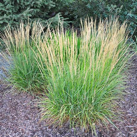 Variegated Reed Grass For Sale Online The Tree Center