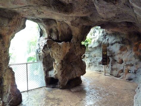 Rainforest Falls Cave Zoochat