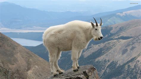 Mountain Goat Wallpapers Wallpaper Cave