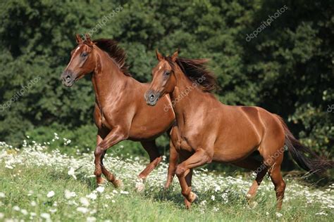 Two Brown Horses Running Stock Photo By ©zuzule 23630827