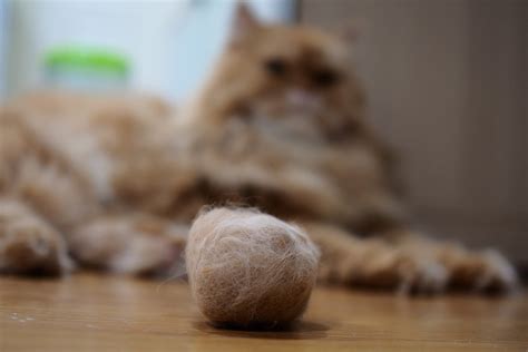 Cat Has Hairball Why And What To Do Dutch