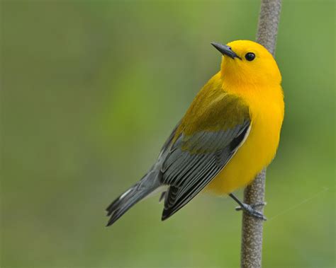 Be a Better Birder: Warbler Identification | Bird Academy • The Cornell Lab