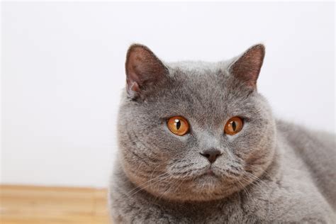 Impressive Facts About Fluffy Cat Breeds That You Never