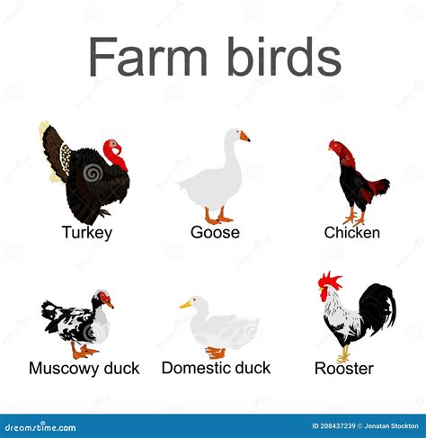 farm fowl birds vector illustration isolated on white background domestic poultry turkey