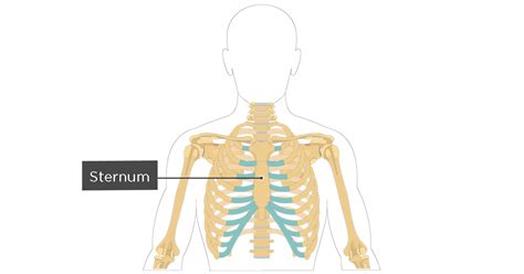 Sternum Anatomy And Labeled Diagram Getbodysmart
