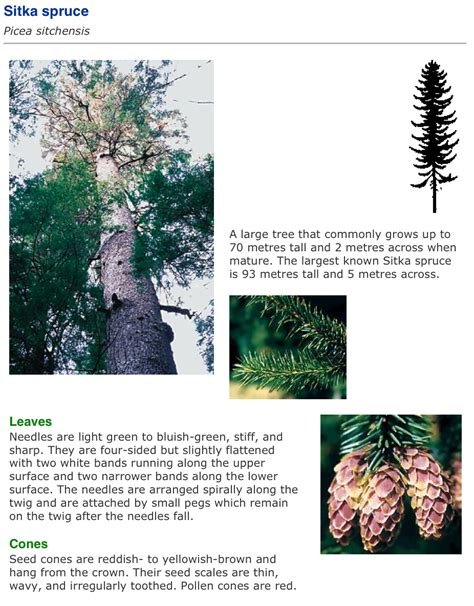 Vancouver Island Big Trees Identify Trees