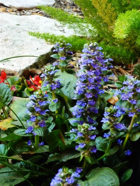 Ajuga Ground Cover Plant Value For The Home Gardener Dengarden