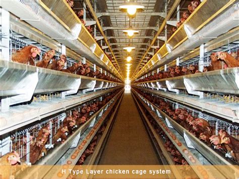 Environmental Factors For Raising Chickens In Chicken Cages Poultry Farming Cage