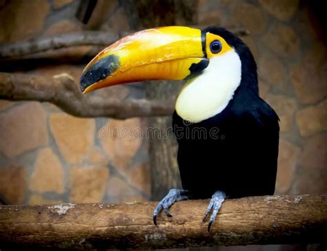 Top 10 Rare Rainforest Birds Rainforest Birds