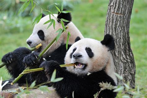 China Plans Giant Reserve For Endangered Pandas Financial Tribune