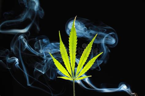 Green Cannabis Leaf On A Black Background Enveloped In Smoke Stock