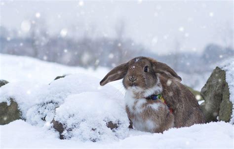 Winter Bunny Wallpapers Top Free Winter Bunny Backgrounds WallpaperAccess