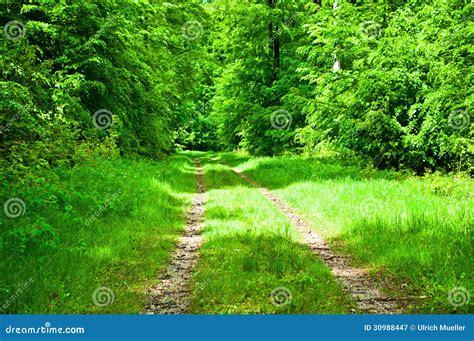 Path In A Green Forest Stock Image Image Of Leaves Autumn 30988447