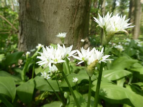 Foraging Manchesters Best Spots For Picking Wild Garlic