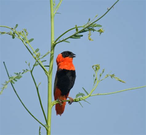21 Black And Orange Birds Picture And Id Guide