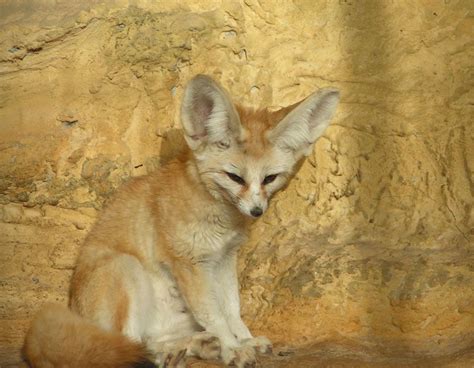 Fennec — The Desert Fox With Images National Animal Fox Animals