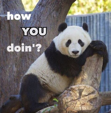 A Panda Bear Sitting On Top Of A Tree Branch With The Caption How Do You Doin