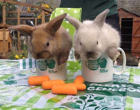 Cute Bunnies Take Part In Worlds Biggest Coffee Morning For Macmillan