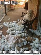 Dog Pillow Exploded Photos