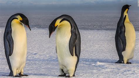Thousands Of Penguins Die After Iceberg Traps Colony