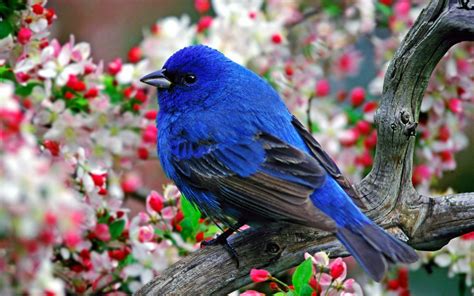 Download Nature With Birds Wallpaper Gallery