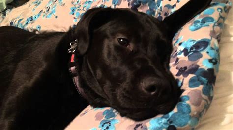 Killer Black Lab Labrador Adolescent Labrador