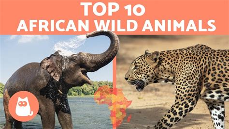 Africa is the world's second largest continent with almost 12 million square miles of tropical rain forests, deserts and vast savannas. Animals of Africa - 10 WILD ANIMALS from the African ...